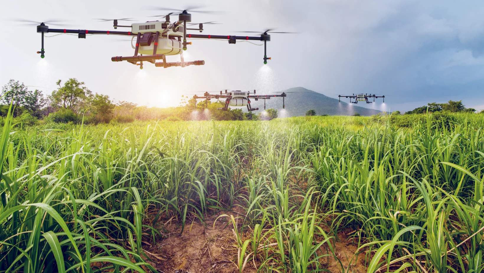 Agriculture